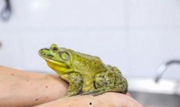 牛蛙饲养爆料视频大全,爆款视频大全深度解析